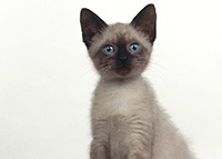 Покупка породистого котёнка