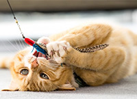 игры с кошкой