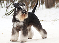 Цвергшнауцер 