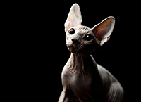 Характер канадского сфинкса