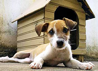 Хочу собаку