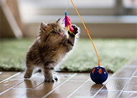 Игрушки дразнилки для кошек