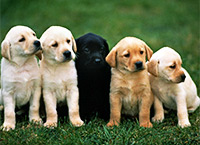 Лучшая собака для Вашего ребенка