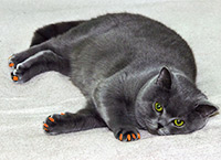 Ожирение у кошек