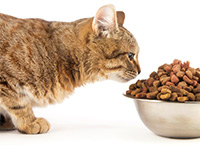 Особенности кормления кошки