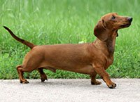 О породе и корме для такс