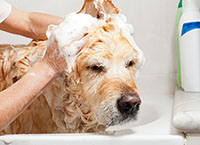 Купить шампунь собаке