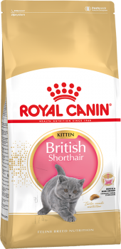 britishshorthairkitten.png