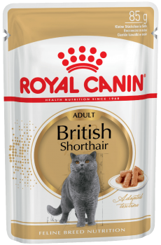e_british-shorthair-wet