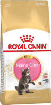 mainecoonkitten.png